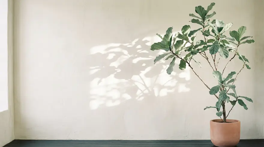 Morning light and leaf shadows falling across a bare cream-plaster wall beside a potted fig tree